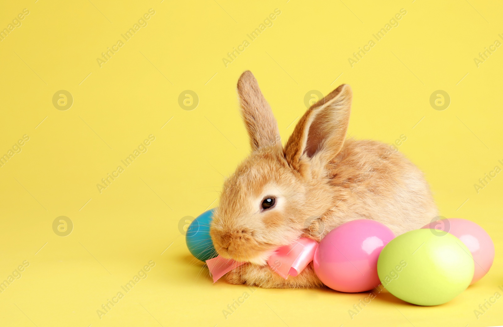 Photo of Adorable furry Easter bunny with cute bow tie and dyed eggs on color background, space for text