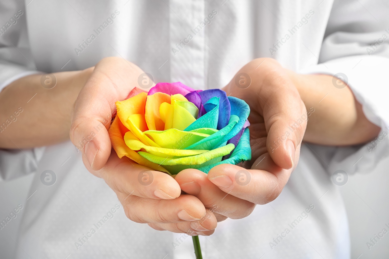 Photo of Woman holding rainbow rose flower, closeup