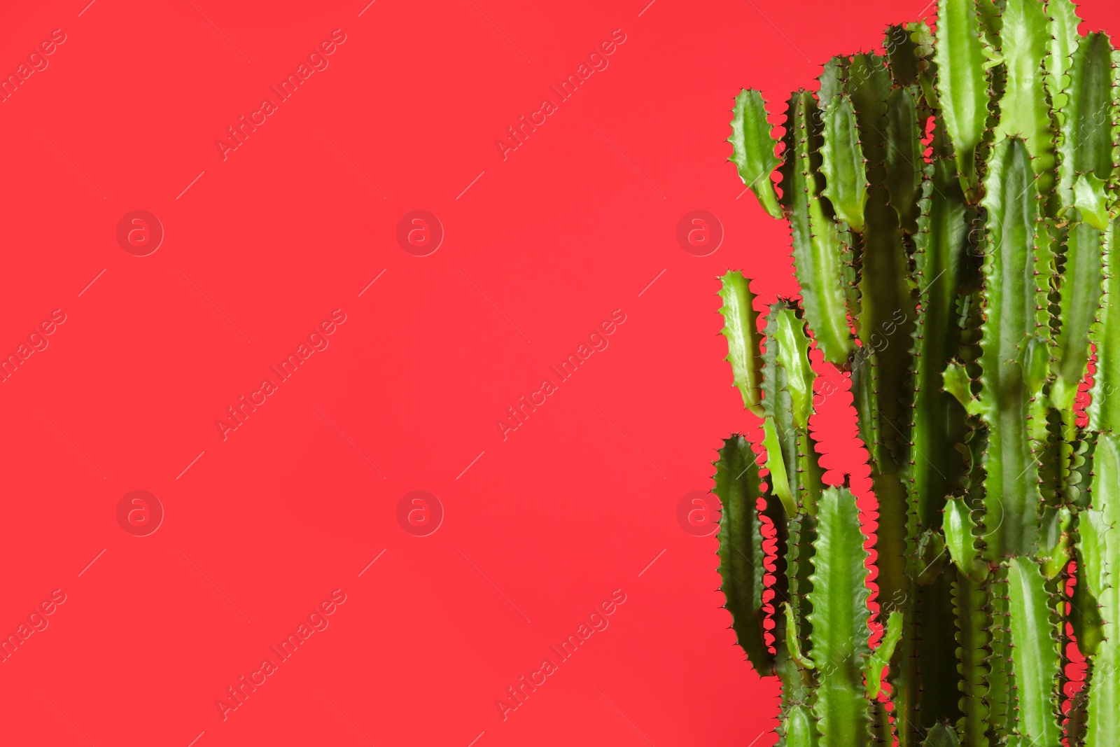 Photo of Beautiful cactus on red background, space for text. Tropical plant