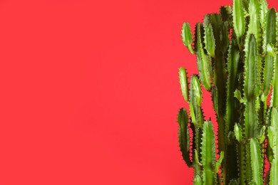 Beautiful cactus on red background, space for text. Tropical plant
