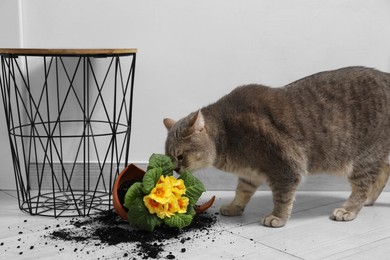 Photo of Cute cat, broken flower pot with primrose plant on floor indoors