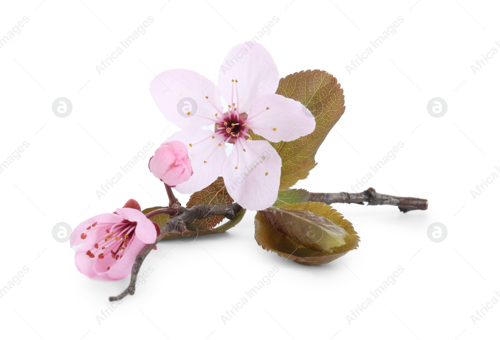 Photo of Tree branch with beautiful blossoms isolated on white. Spring season