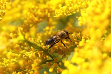 Honeybee collecting nectar from yellow flowers outdoors, closeup