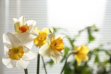 Photo of Beautiful narcissus flowers and blurred view of window with blinds on background. Space for text