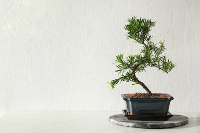 Japanese bonsai plant on table near white wall, space for text. Creating zen atmosphere at home