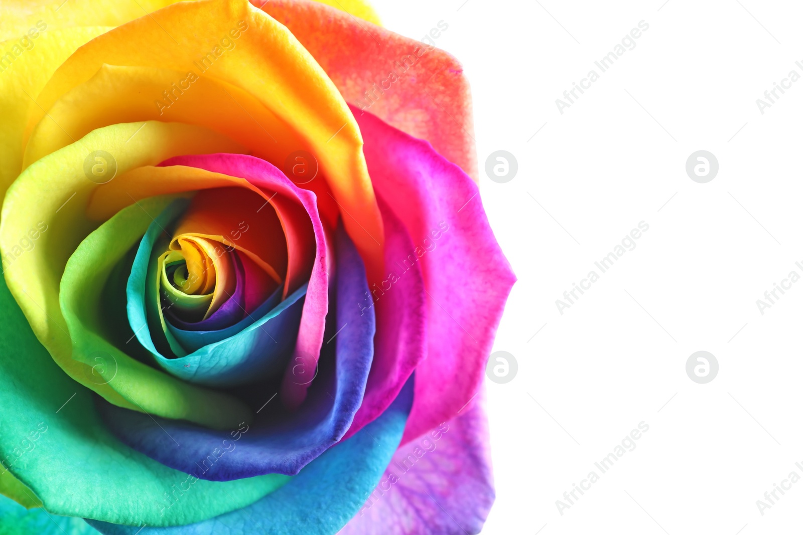 Photo of Amazing rainbow rose flower on white background