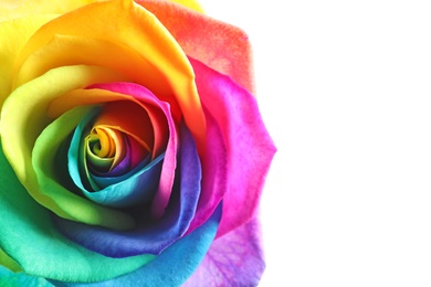 Photo of Amazing rainbow rose flower on white background