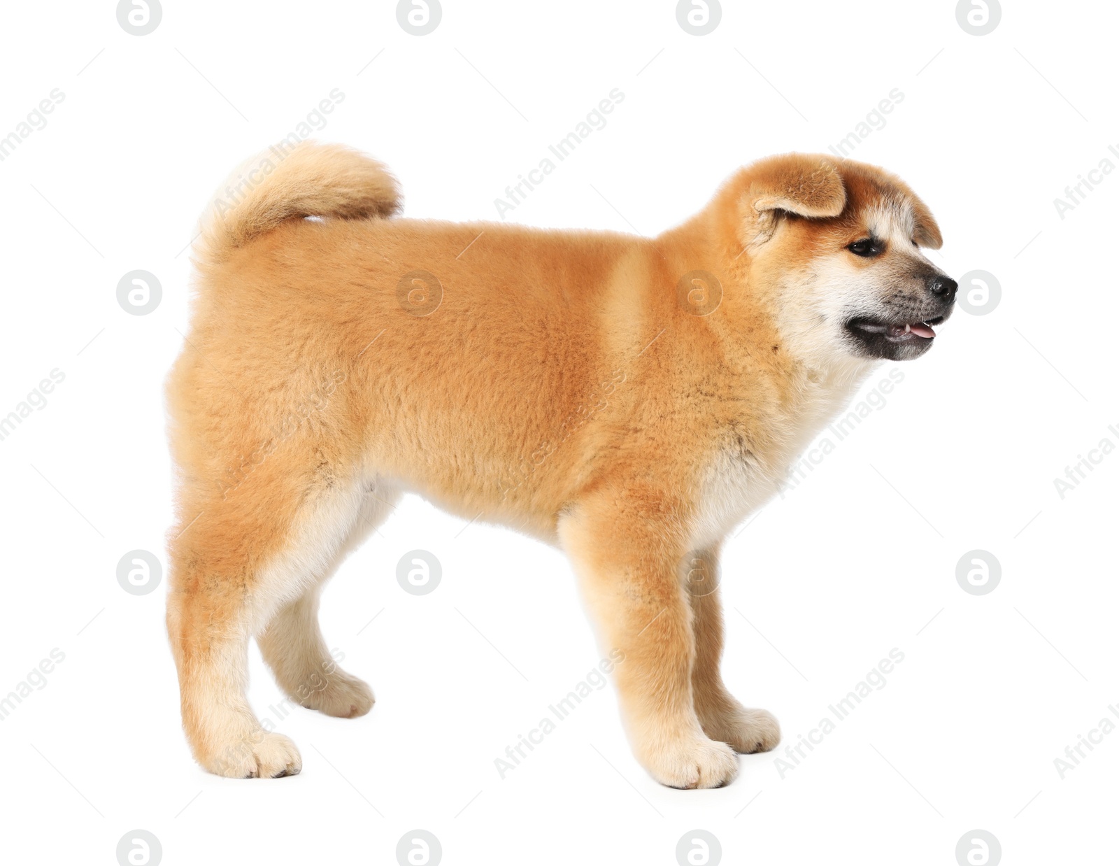 Photo of Cute Akita Inu puppy on white background. Baby animal