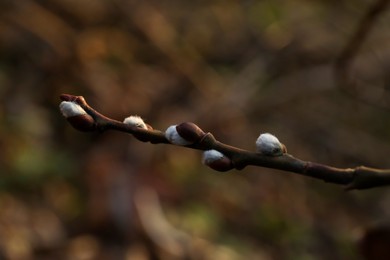 Photo of Beautiful pussy willow branch with catkins outdoors, closeup