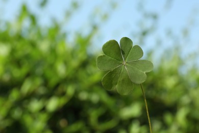 Green four leaf clover on blurred background. Space for text