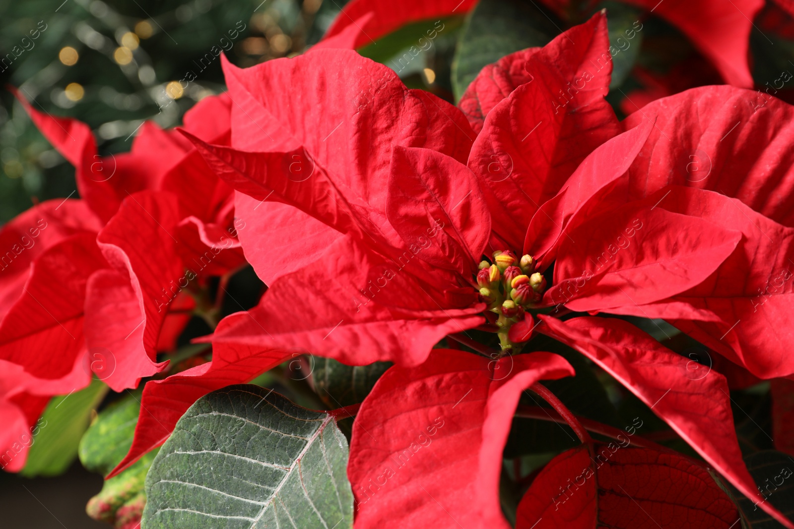 Photo of Beautiful poinsettia, closeup view. Traditional Christmas flower