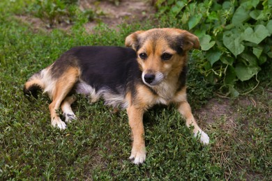 Photo of Cute dog lying on green grass outdoors