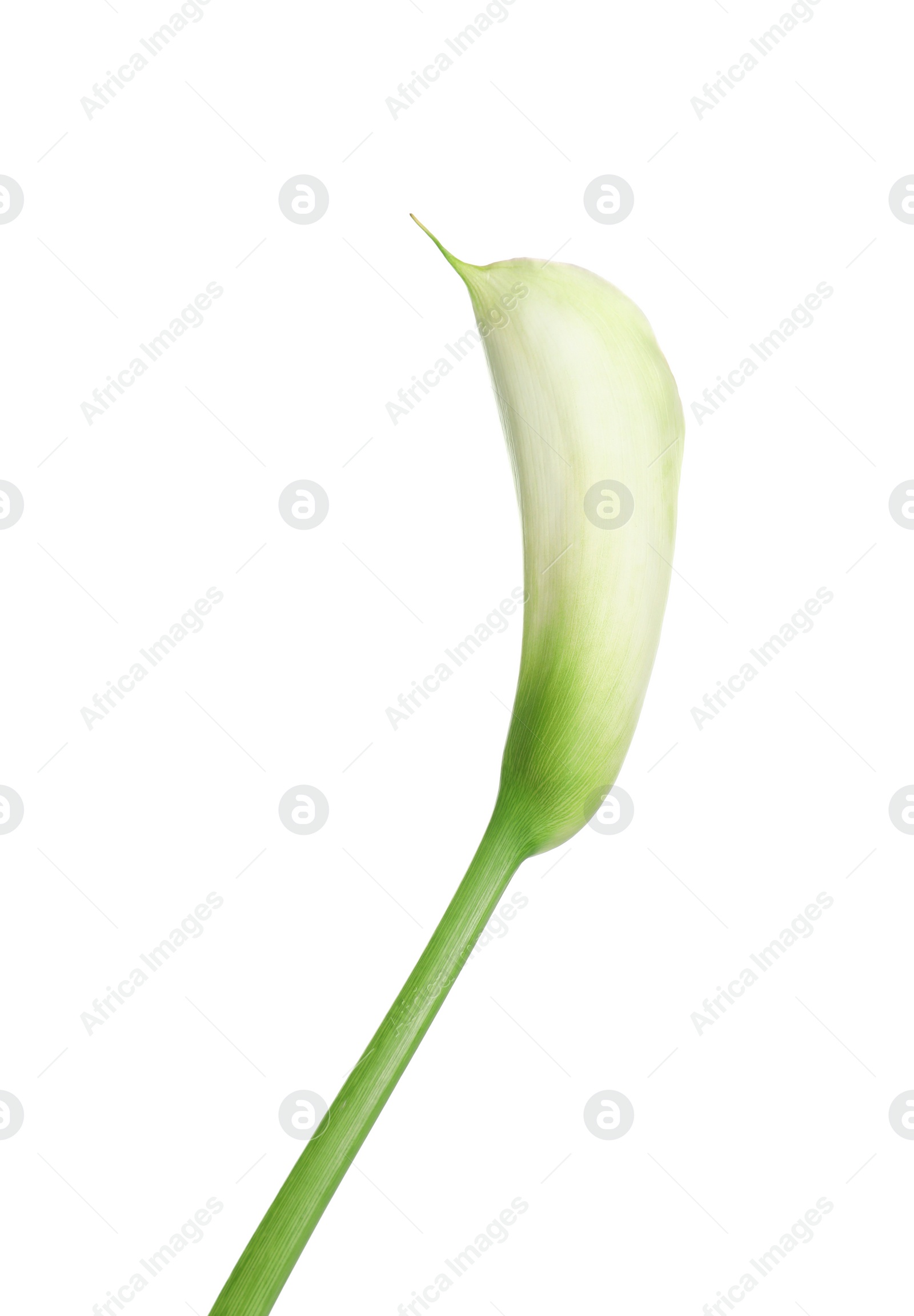 Photo of Beautiful calla lily flower on white background