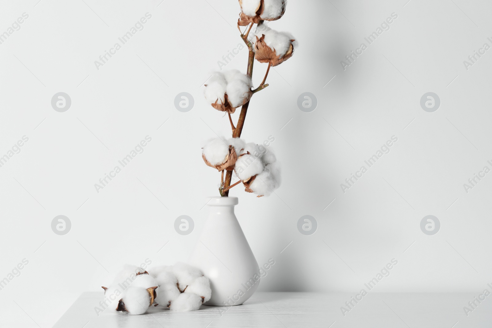 Photo of Cotton branch with fluffy flowers in vase on wooden table against white background. Space for text