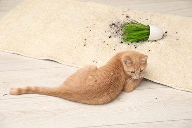 Photo of Cute ginger cat near overturned houseplant on carpet at home