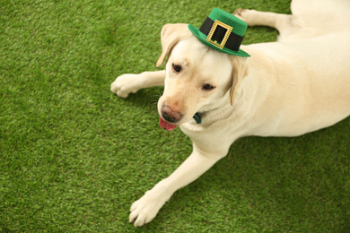 Photo of Labrador retriever with leprechaun hat outdoors, above view. St. Patrick's day