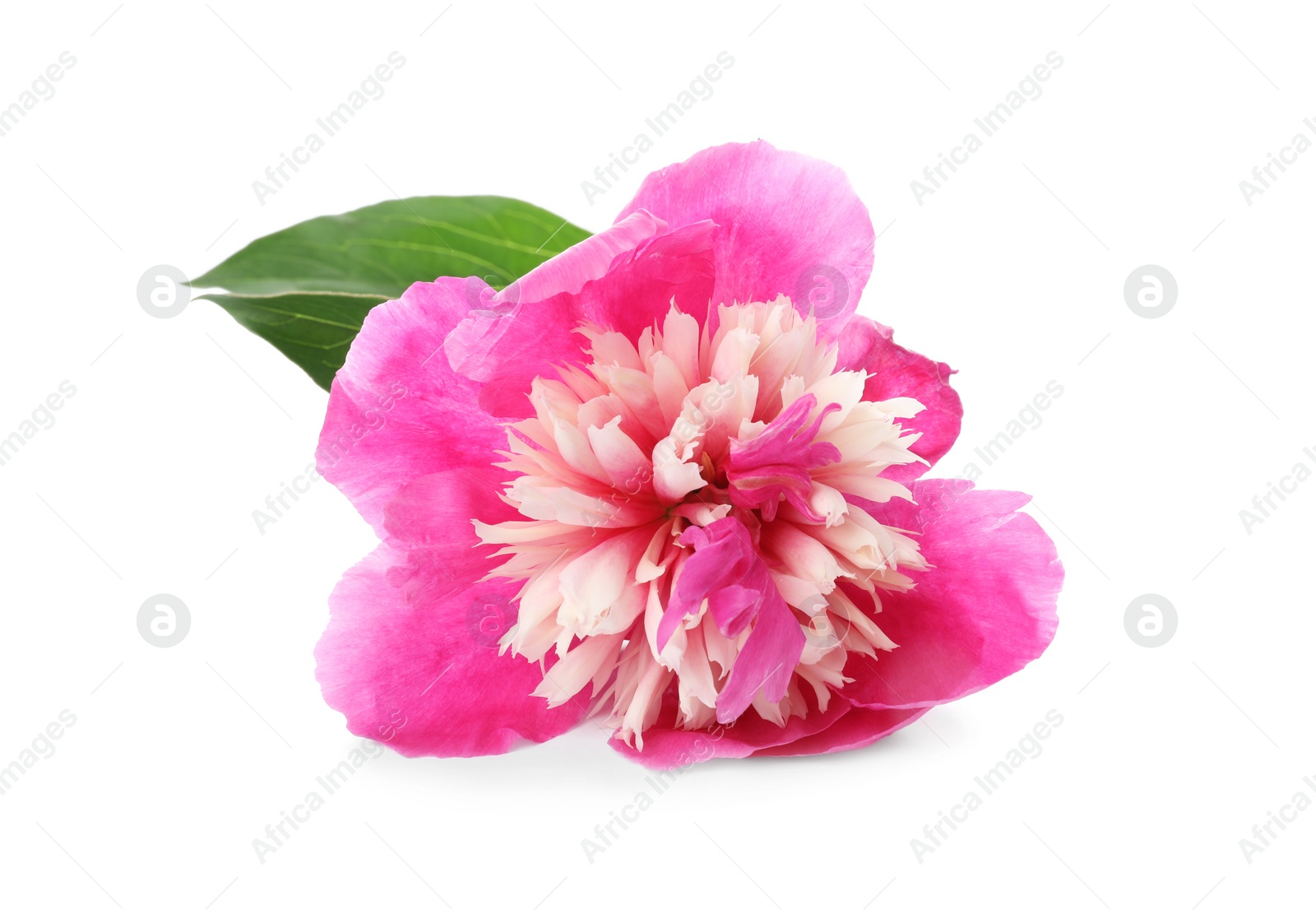 Photo of Beautiful pink peony flower isolated on white