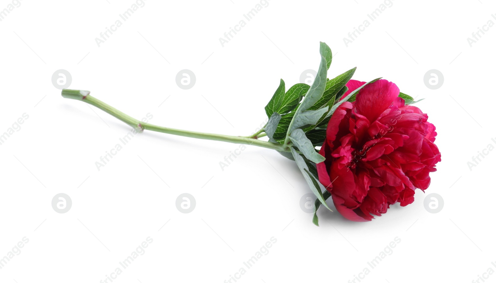 Photo of Beautiful red peony with leaves isolated on white