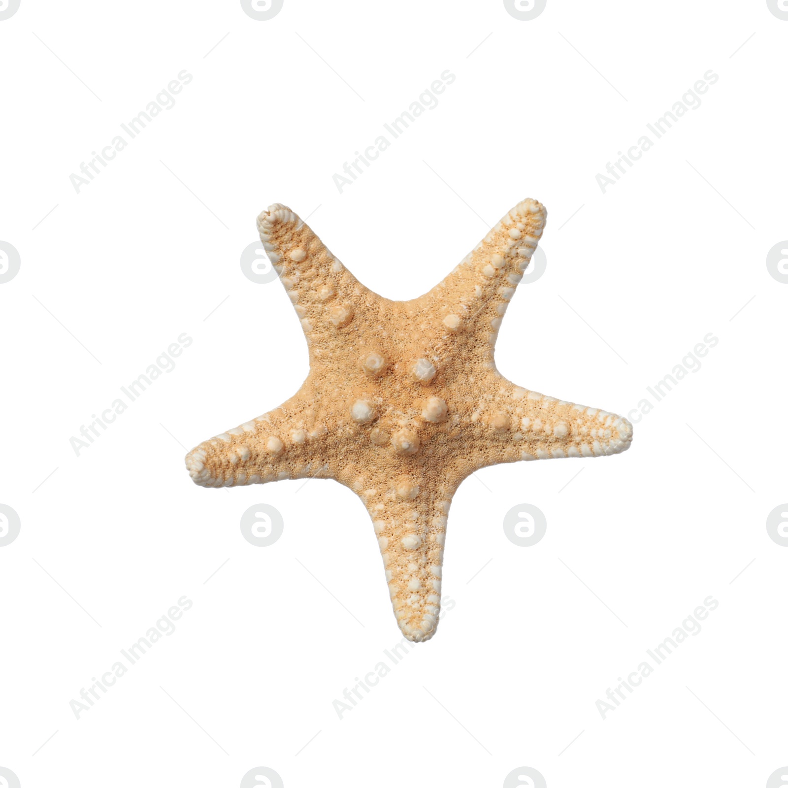 Photo of Beautiful sea star isolated on white. Beach object