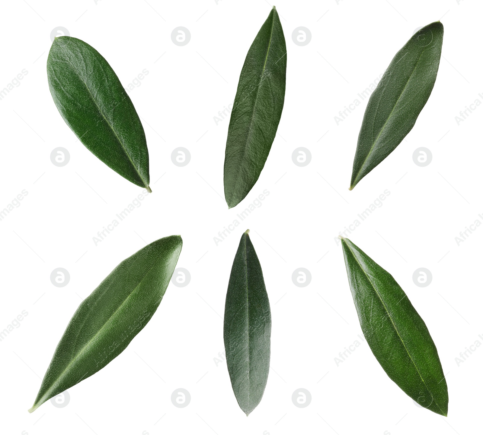 Image of Set with fresh green olive leaves on white background