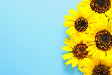 Photo of Beautiful bright sunflowers on color background, top view