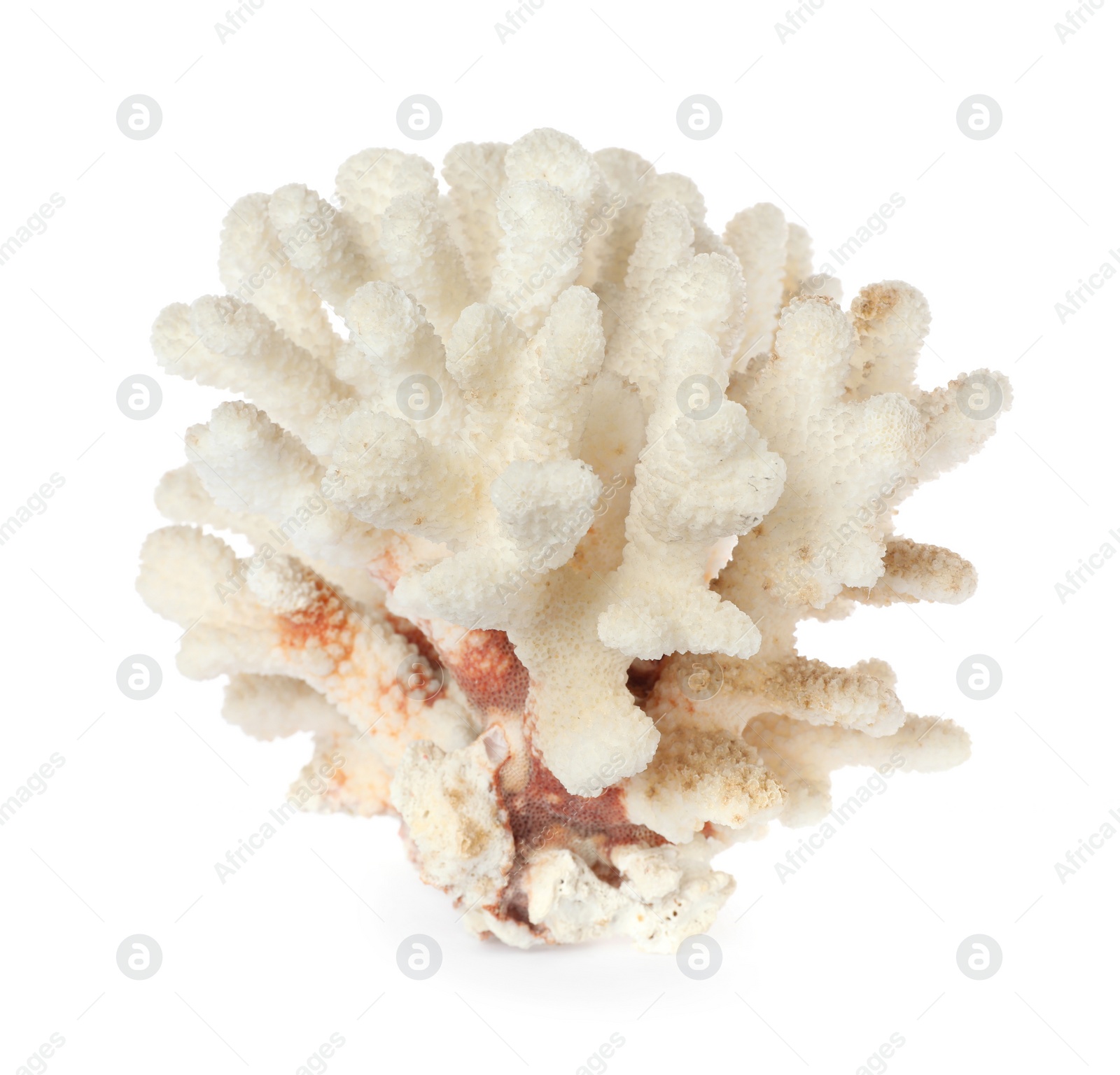 Photo of Beautiful exotic sea coral isolated on white