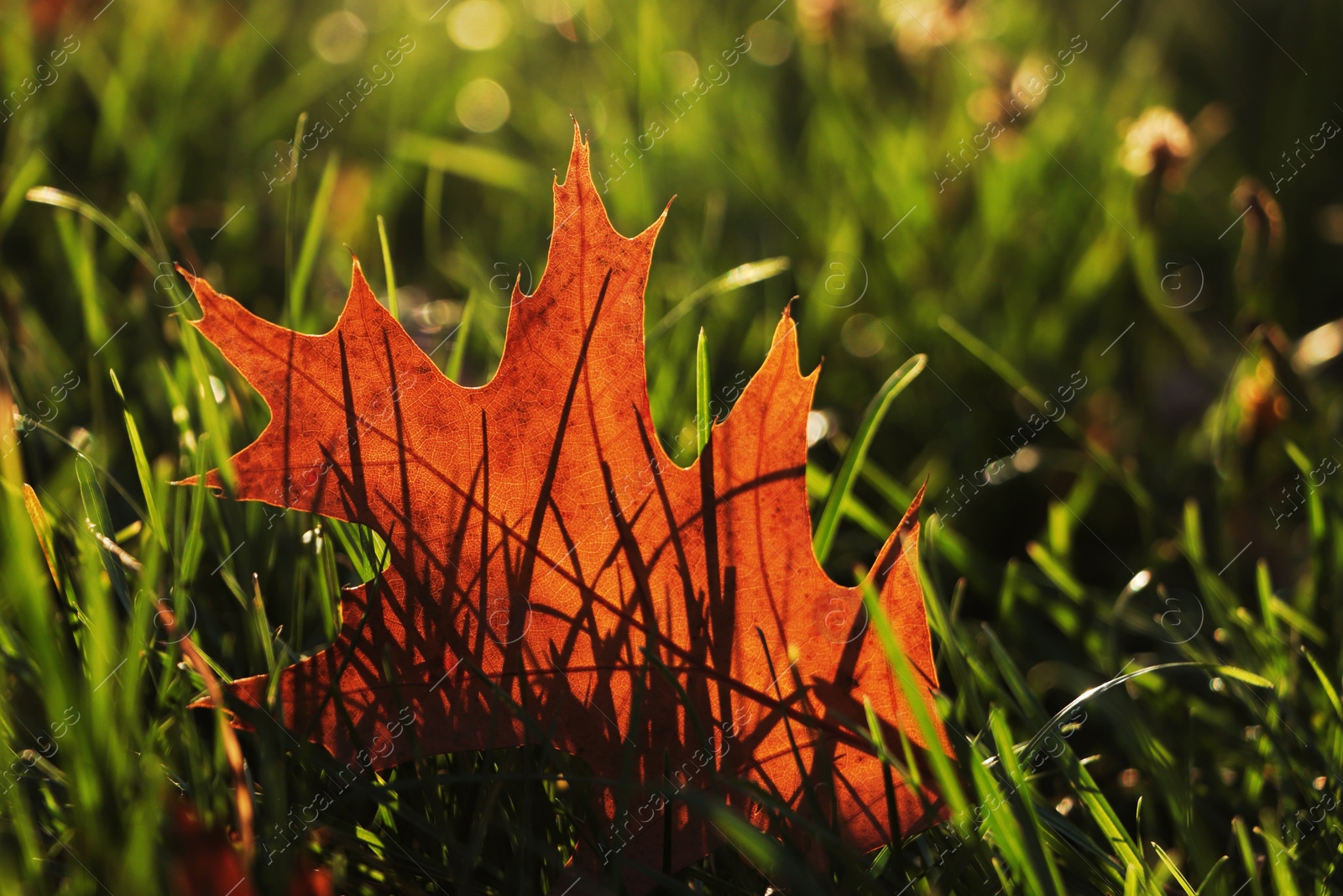 Photo of Beautiful fallen leaf among green grass outdoors on sunny autumn day, closeup