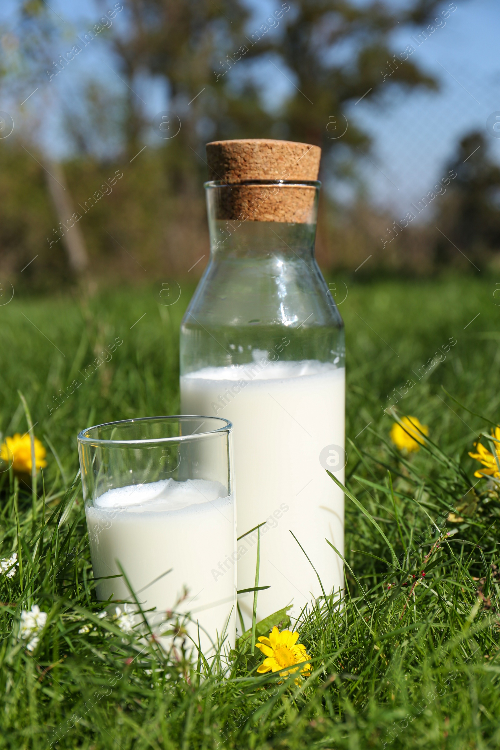 Photo of Glass and bottle of fresh milk on green grass outdoors