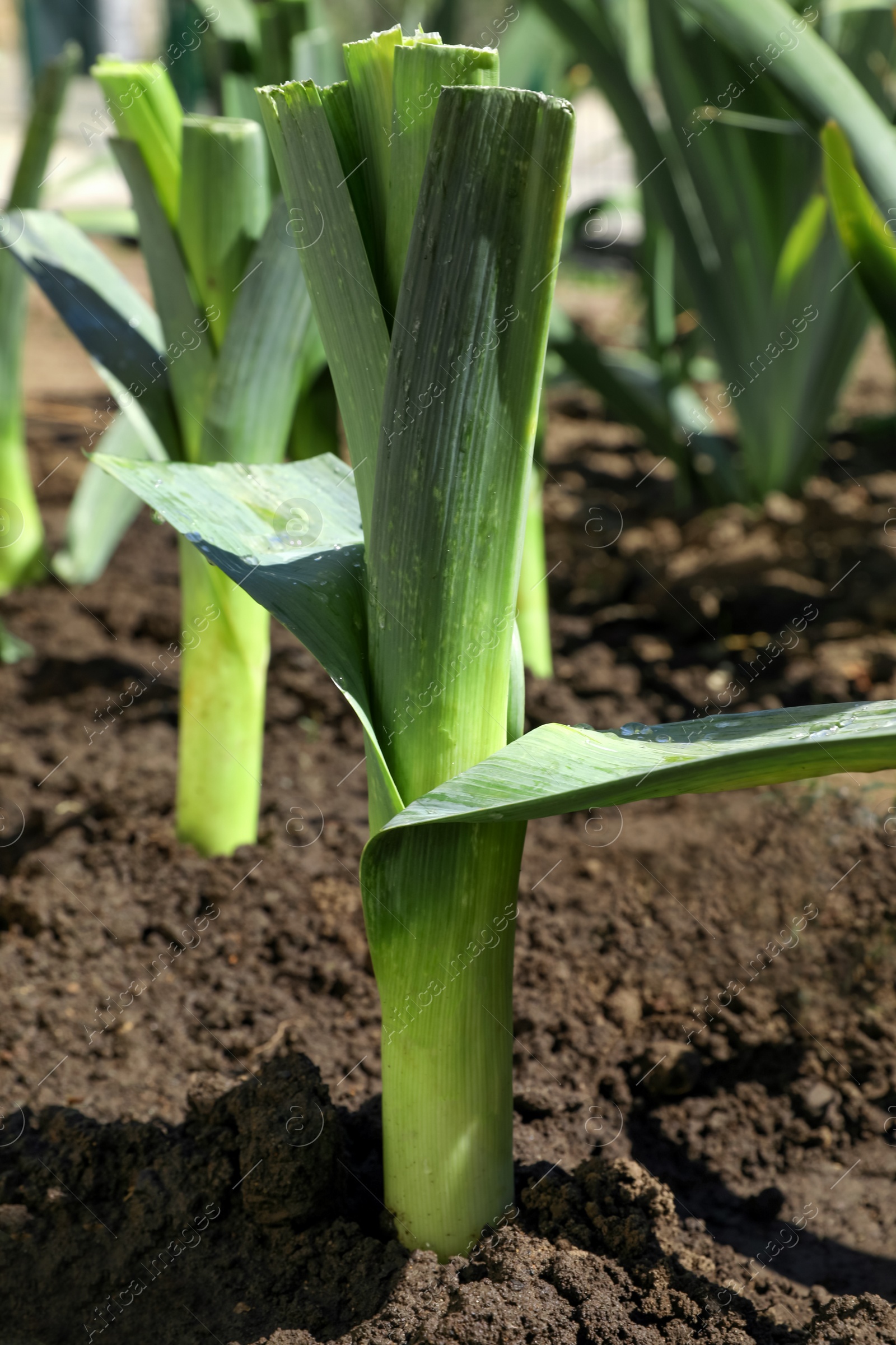 Photo of Fresh green leek growing in field on sunny day