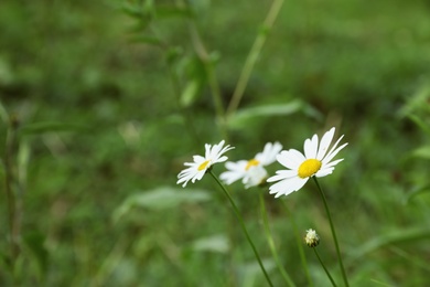 Beautiful flowers growing on green meadow in summer