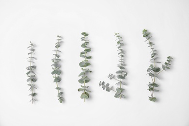 Fresh eucalyptus leaves on white background, top view