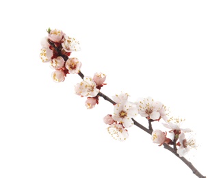 Beautiful blossoming apricot tree branch on white background