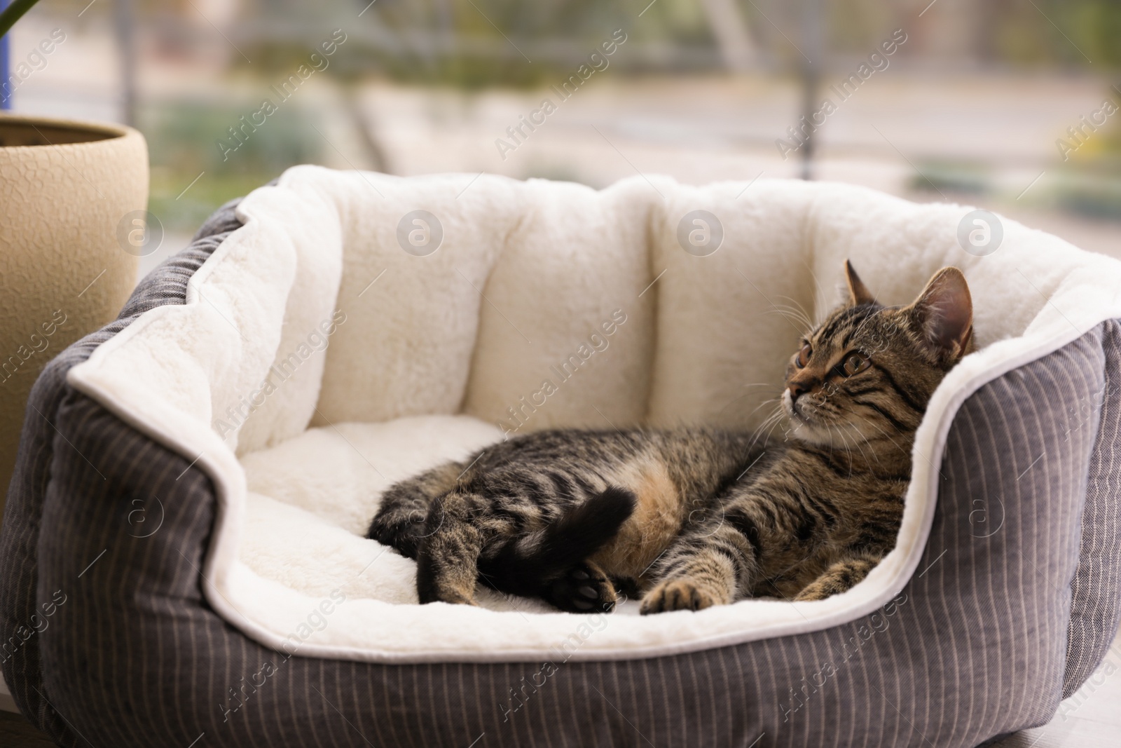 Photo of Cute tabby cat on pet bed at home