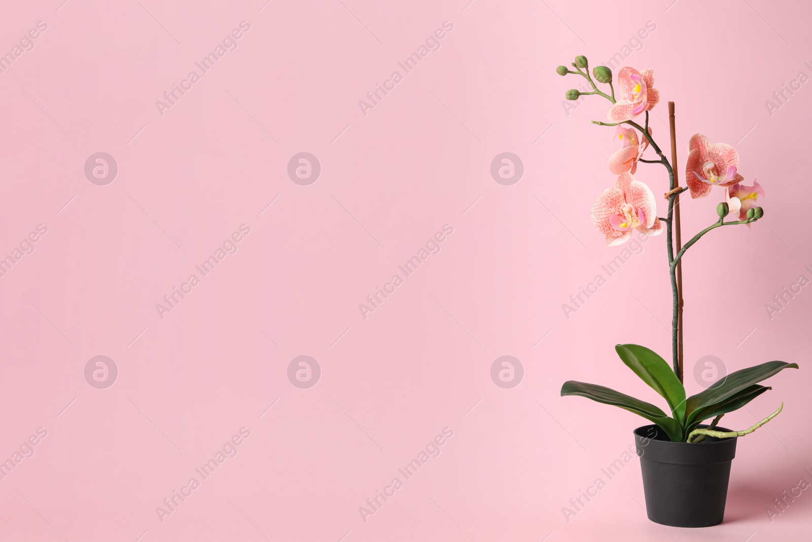 Photo of Beautiful artificial plant in flower pot on pink background, space for text