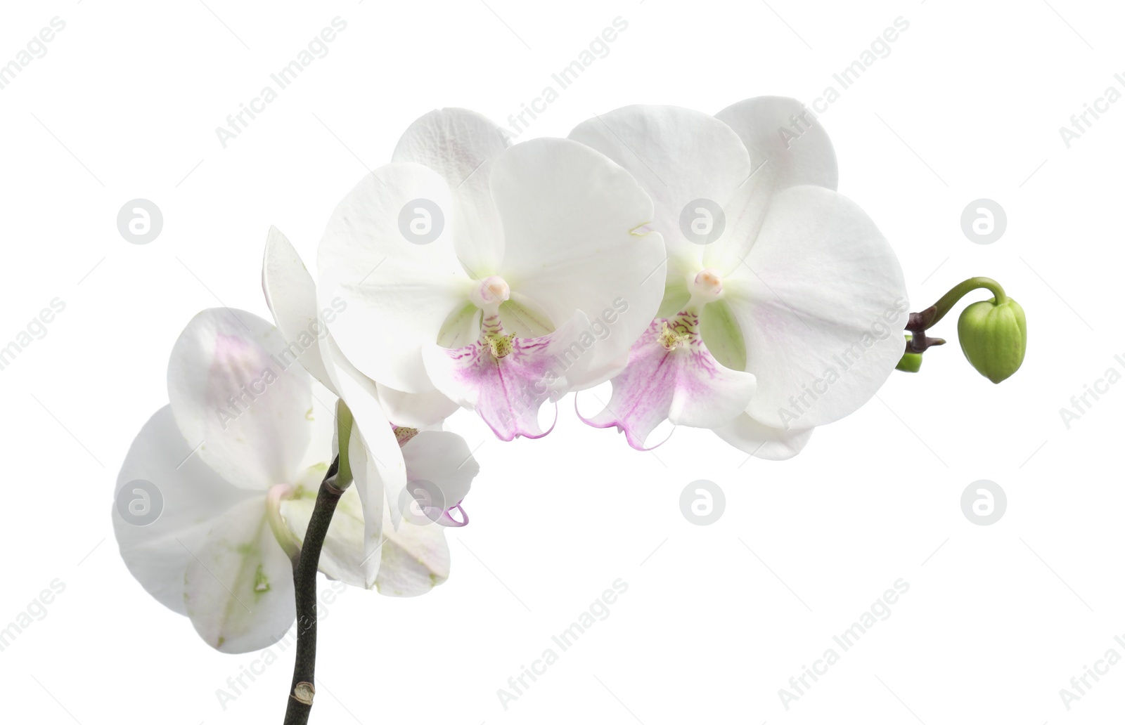 Photo of Branch with beautiful orchid flowers isolated on white