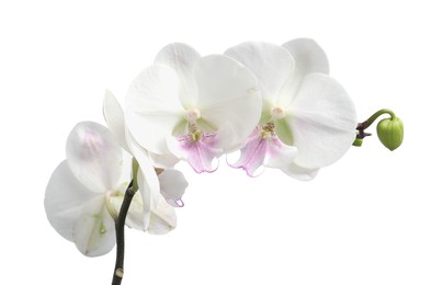 Branch with beautiful orchid flowers isolated on white