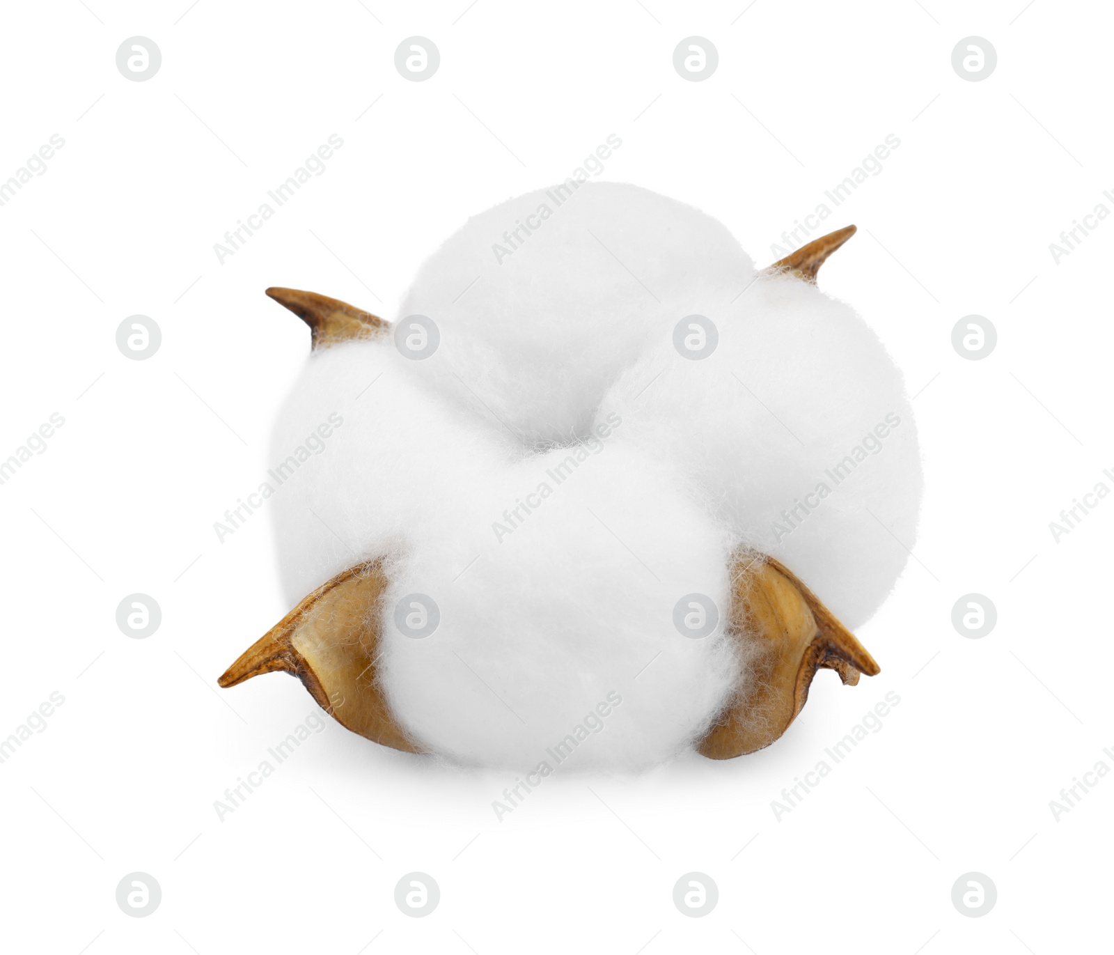 Photo of One soft cotton flower isolated on white