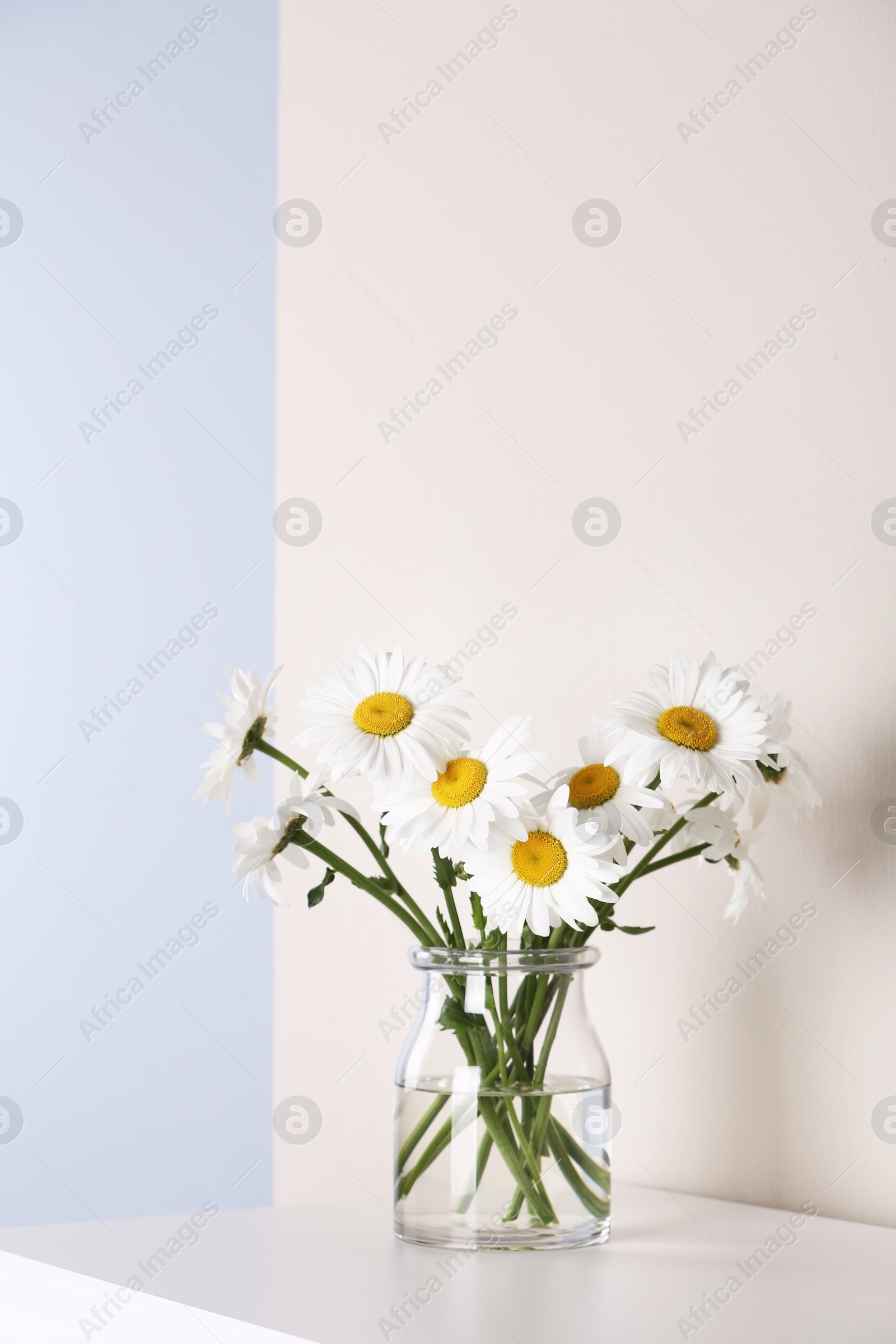 Photo of Beautiful tender chamomile flowers in vase on white wooden commode near color wall