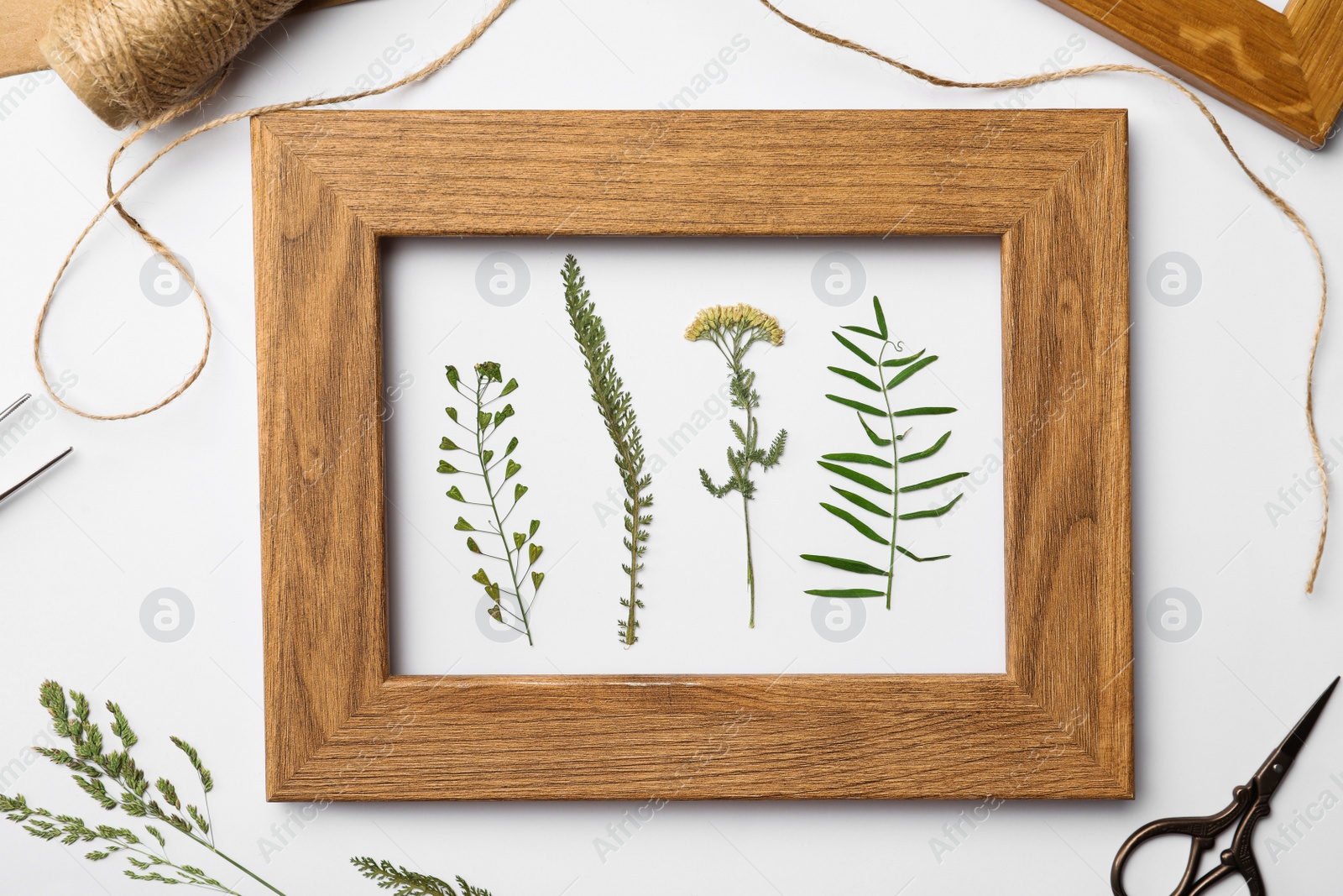 Photo of Flat lay composition with frame of wild dried meadow flowers on white background