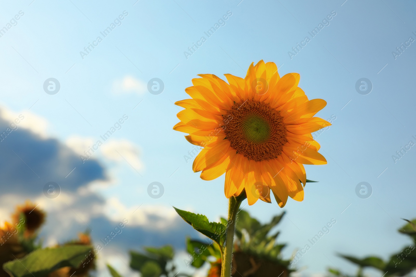 Photo of Beautiful blooming sunflower in field on summer day