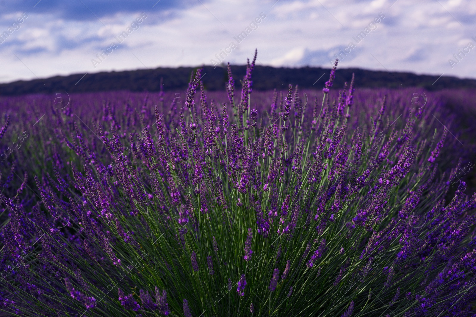 Photo of Beautiful blooming lavender plants growing in field