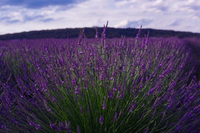 Beautiful blooming lavender plants growing in field