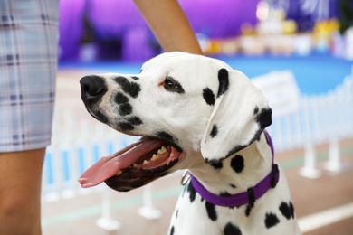 Photo of Owner with cute Dalmatian at dog show, closeup