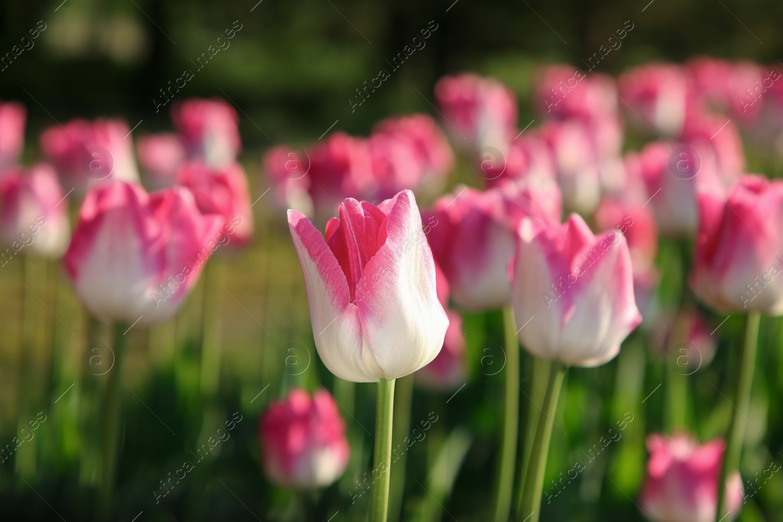 Photo of Beautiful pink tulip flowers growing in field on sunny day, closeup