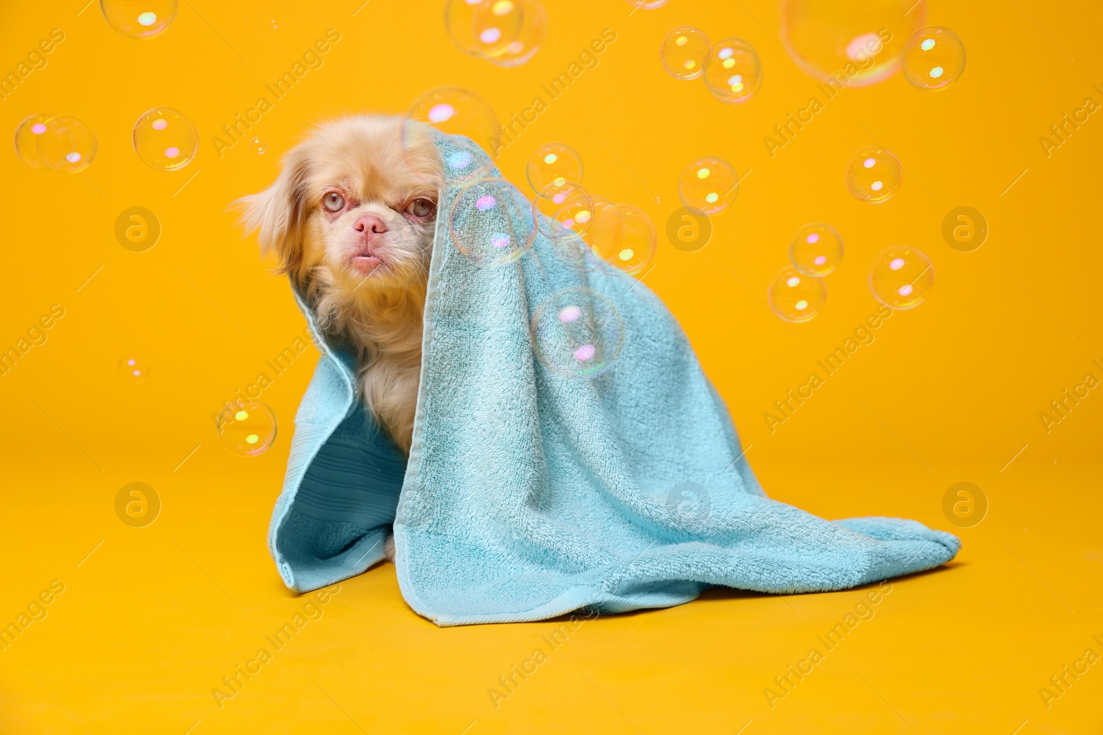 Photo of Cute Pekingese dog wrapped in towel and bubbles on orange background. Pet hygiene