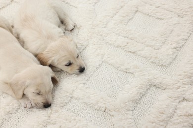 Photo of Cute little puppies lying on white carpet. Space for text