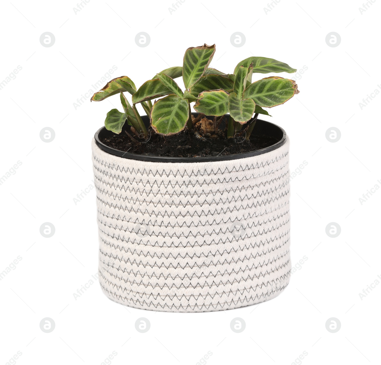 Photo of Potted houseplant with damaged leaves on white background