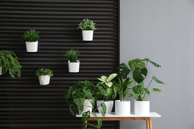 Plants on wooden table in room. Stylish interior design