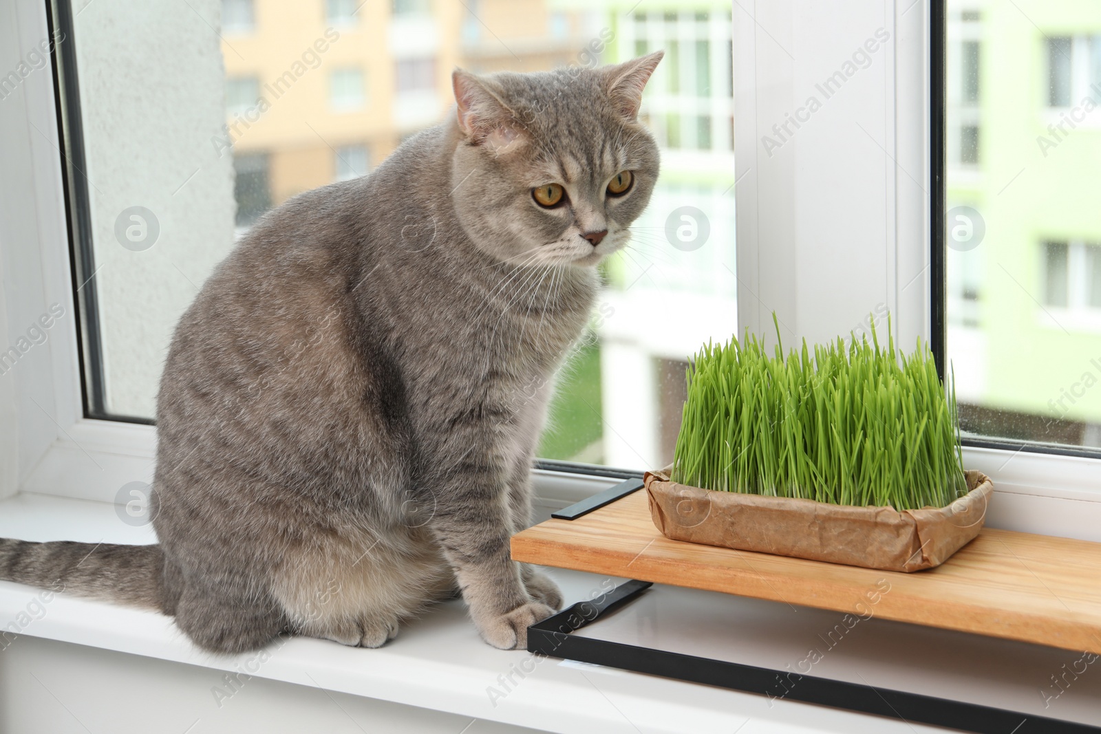 Photo of Cute cat near fresh green grass on windowsill indoors