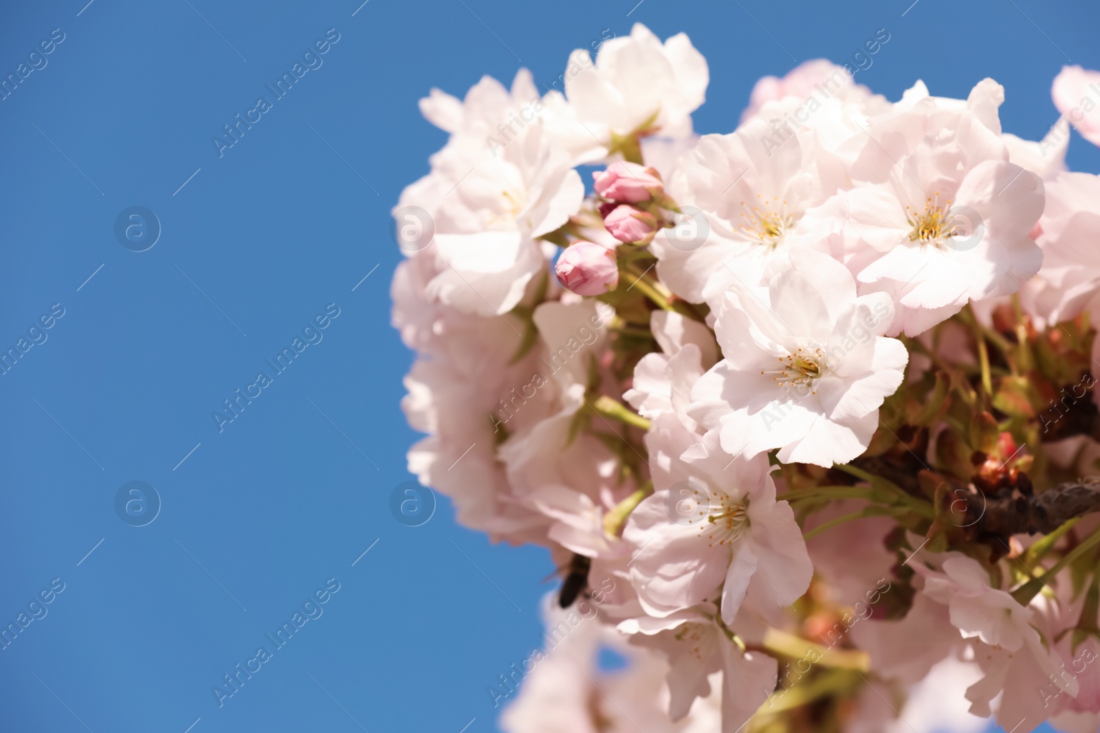 Photo of Sakura tree with beautiful blossoms outdoors, closeup. Spring season